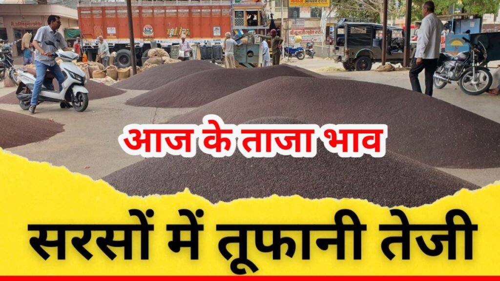 Sarso Bhav Update Today 